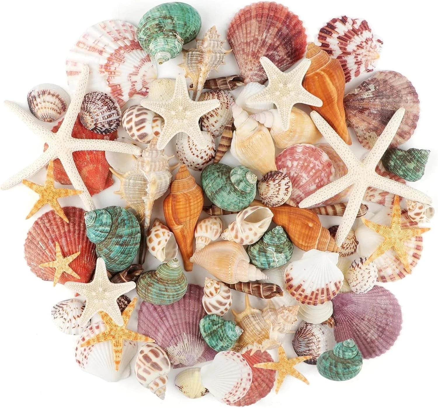 Natural Sea Shells Bulk 400g | Mixed Beach Shells UK | Real Seashells