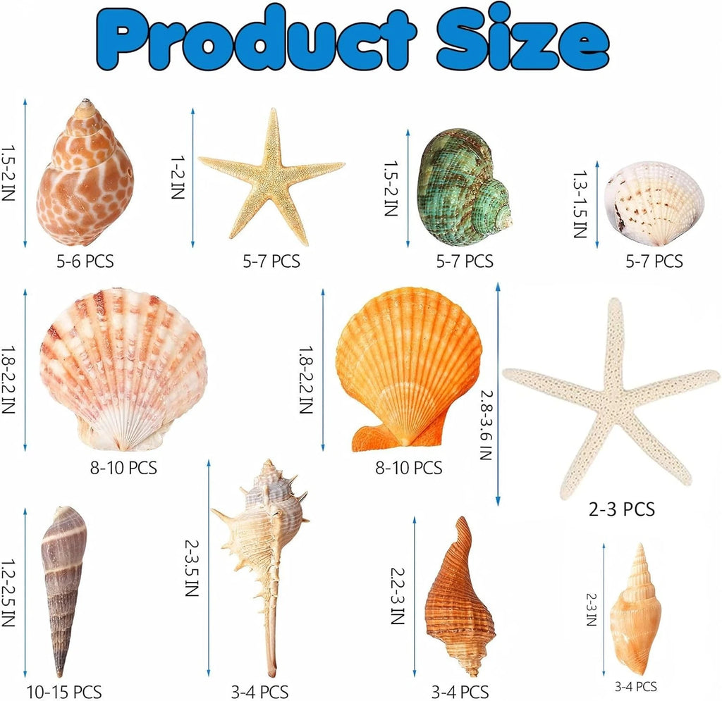 Natural Sea Shells Bulk 400g | Mixed Beach Shells UK | Real Seashells
