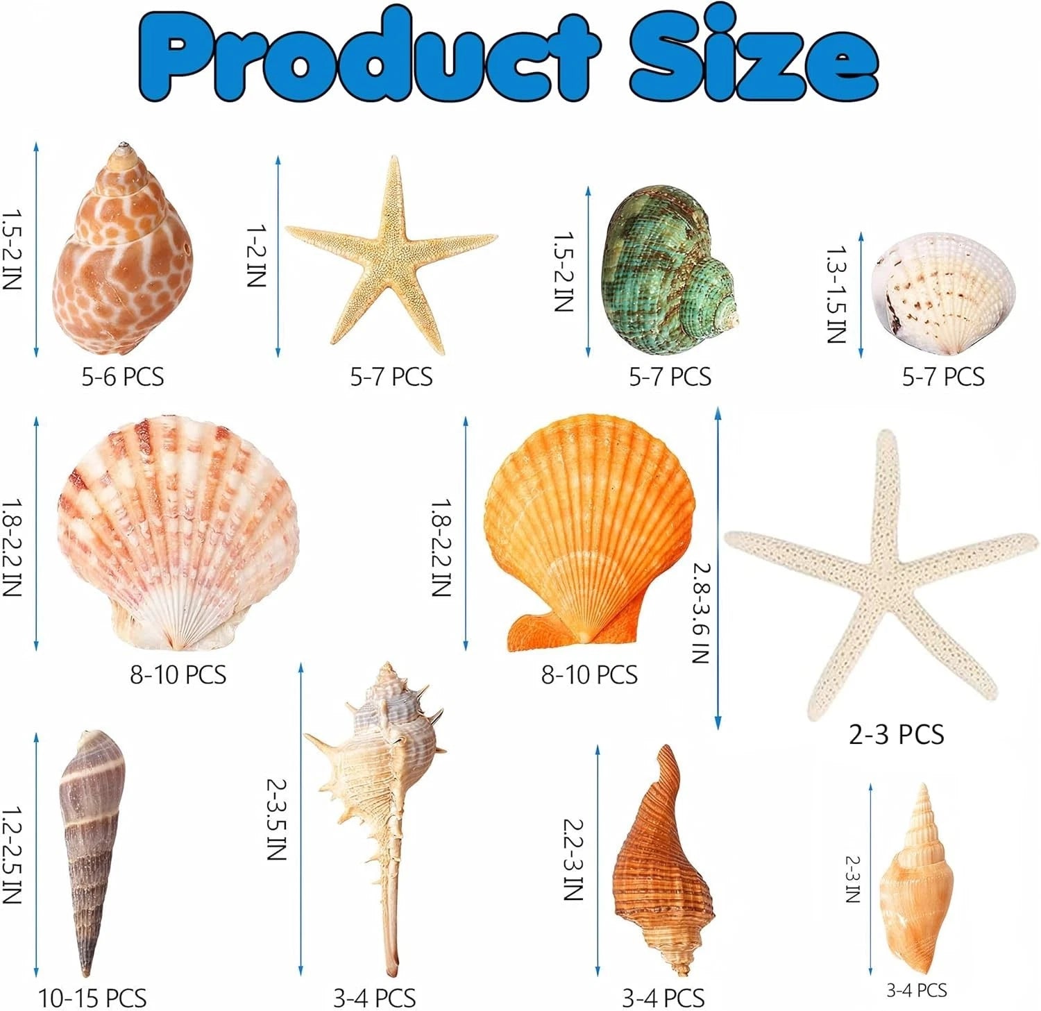 Natural Sea Shells Bulk 400g | Mixed Beach Shells UK | Real Seashells