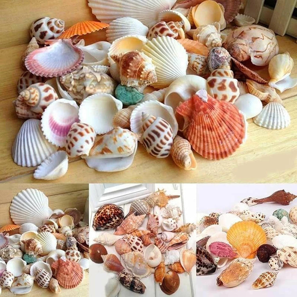 Natural Sea Shells Bulk 400g | Mixed Beach Shells UK | Real Seashells