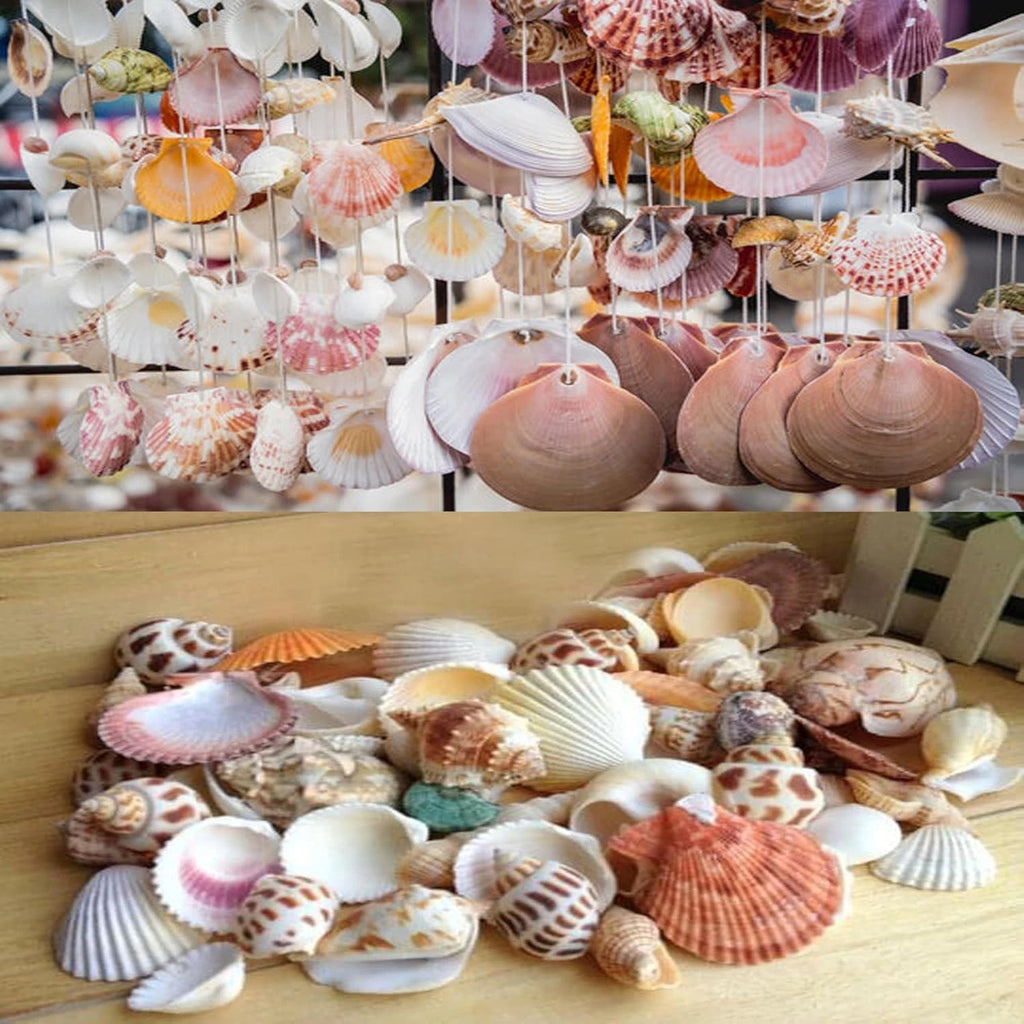 Natural Sea Shells Bulk 400g | Mixed Beach Shells UK | Real Seashells