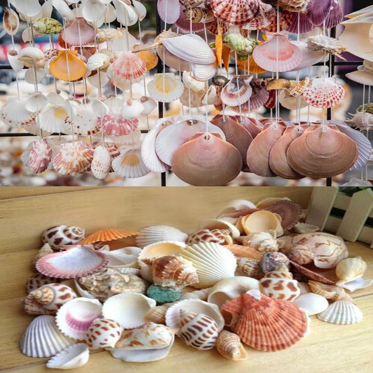 Natural Sea Shells Bulk 400g | Mixed Beach Shells UK | Real Seashells